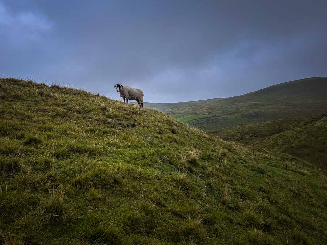 Oplevelser i Yorkshire Dales National Park og omegn – England