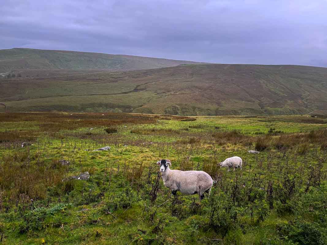 Oplevelser i Yorkshire Dales National Park og omegn – England