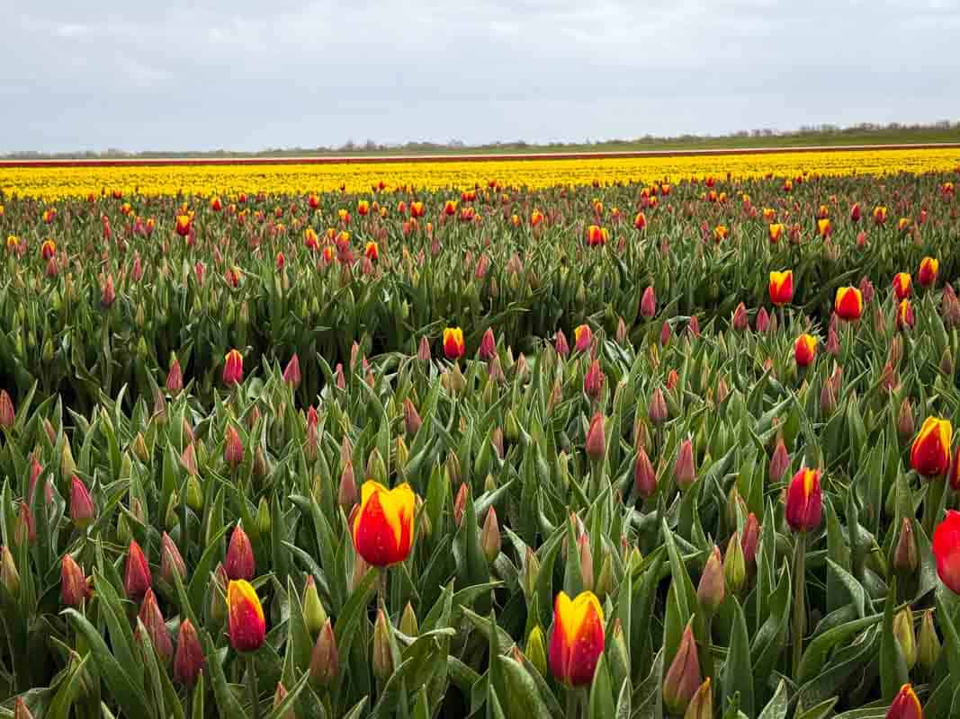 Oplevelser på Goeree-Overflakkee - Holland