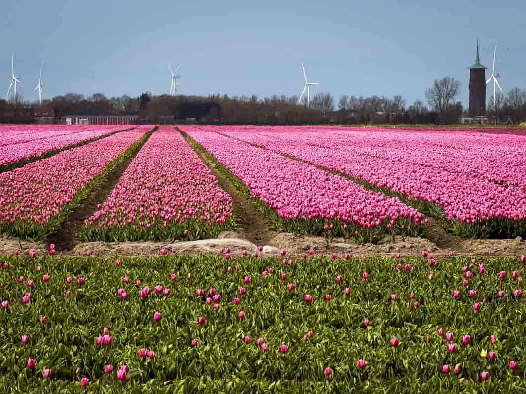 Oplevelser på Goeree-Overflakkee - Holland